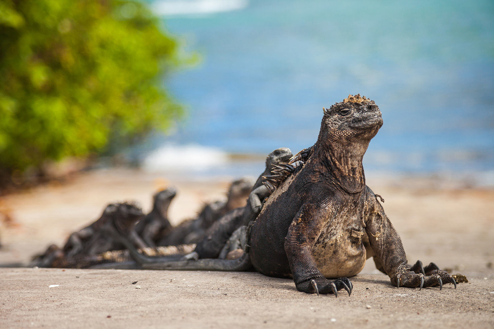 2. Marine iguana